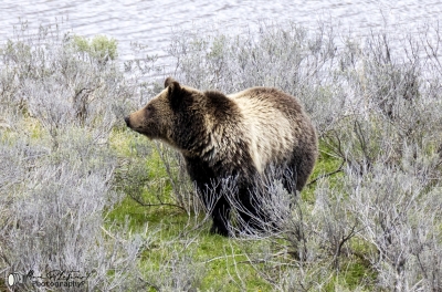 Grizzly Bear May 2025